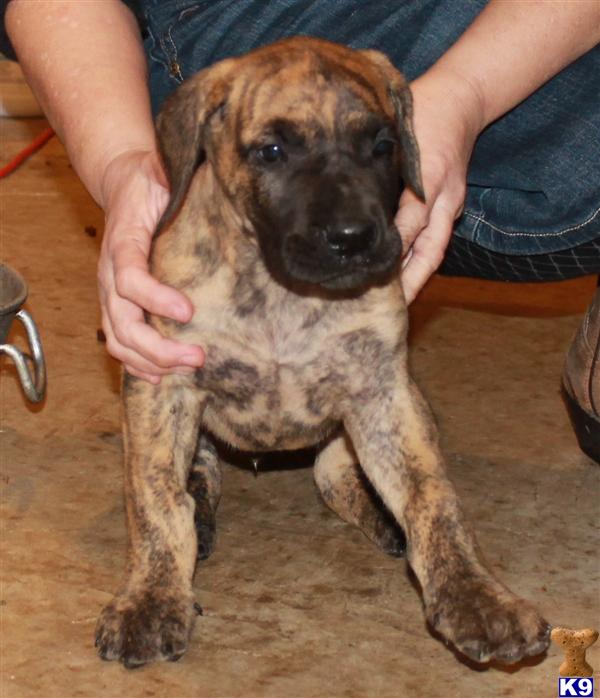 Puppies in AL