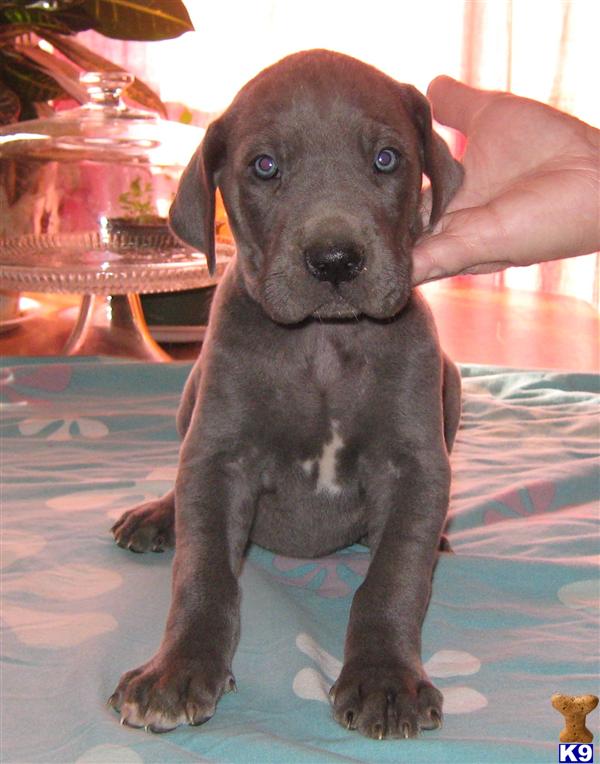 Great Dane Puppies