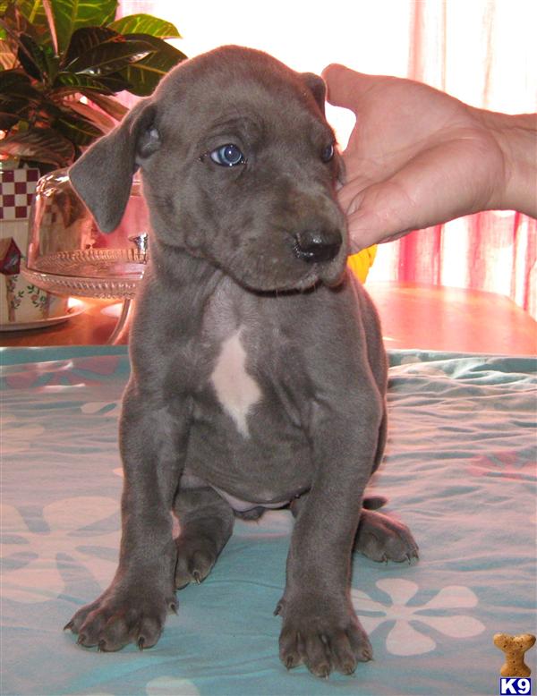 Great Dane Puppies