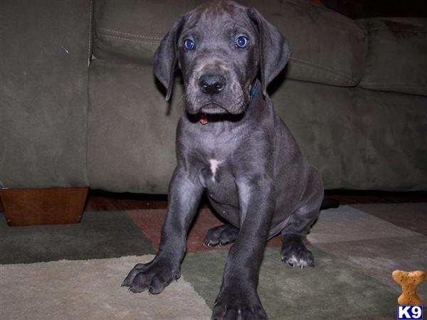 Puppies in AL