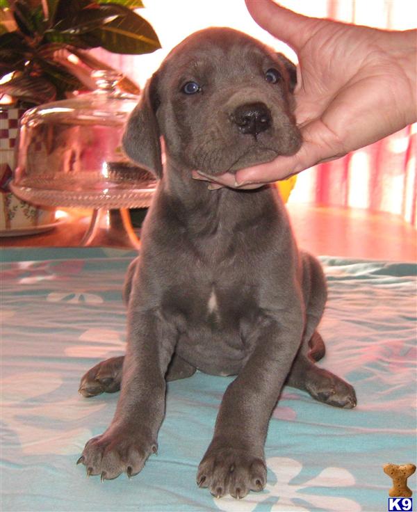 Great Dane Puppies