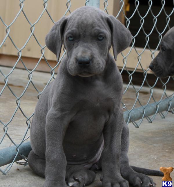 Great Dane Puppies