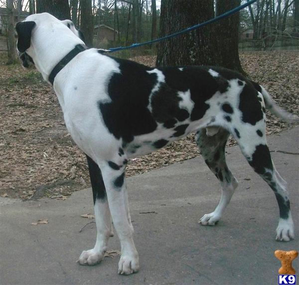 Stud Dogs - Great Dane