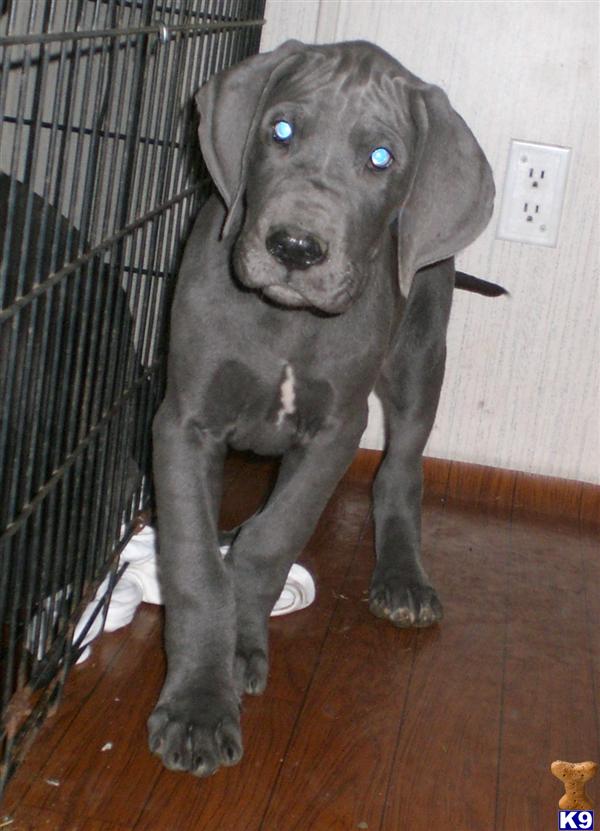 great dane puppies for sale craigslist