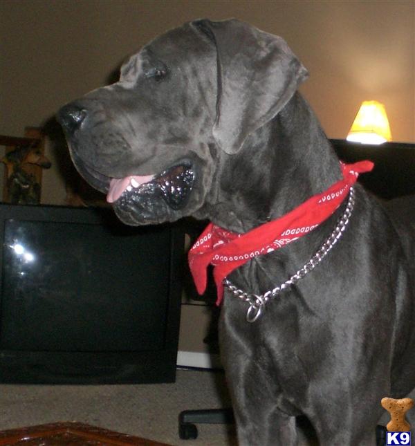 Stud Dogs - Great Dane