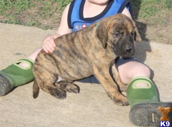 Puppies in AL