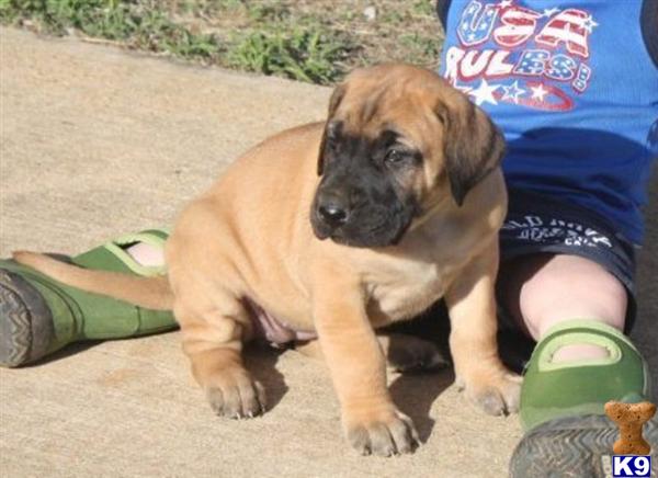 Puppies in AL