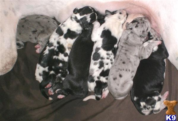 Puppies in AL