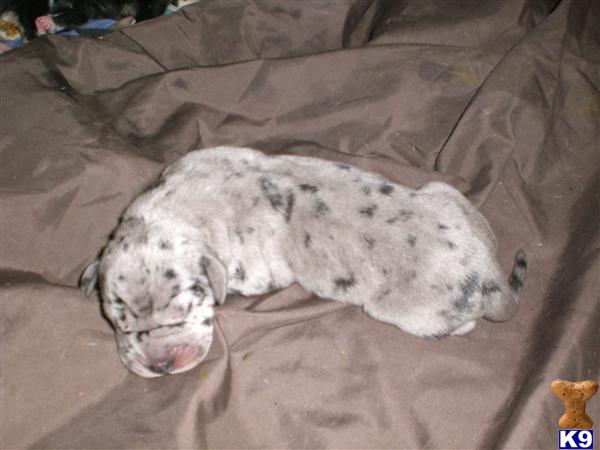 Puppies in AL