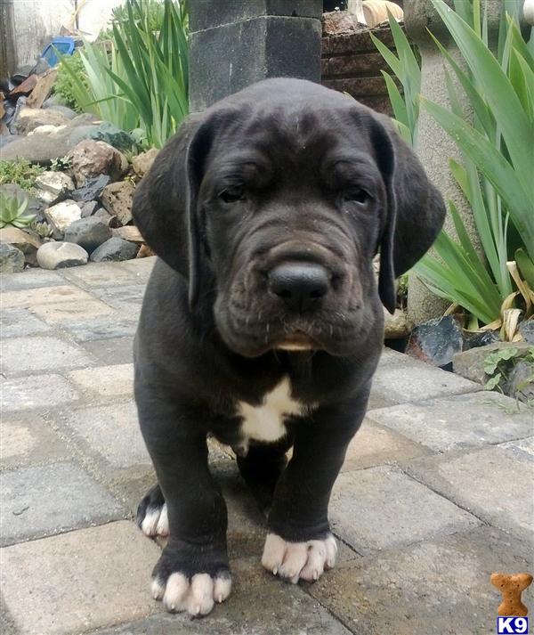 Puppies in AL