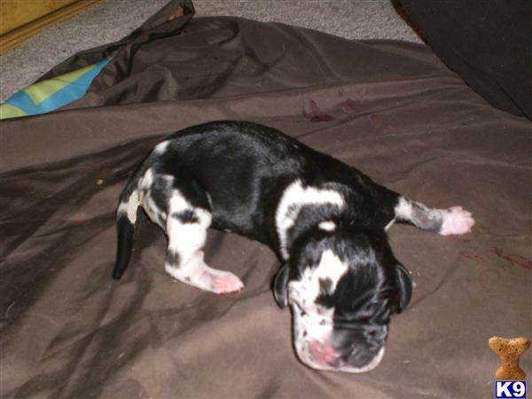 Puppies in AL