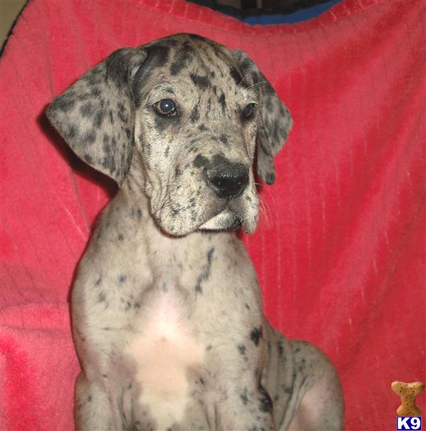great dane puppies for sale in alabama document moved great dane puppies for sale in alabama document moved