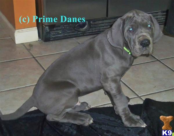great dane puppies for sale in alabama document moved great dane puppies for sale in alabama document moved