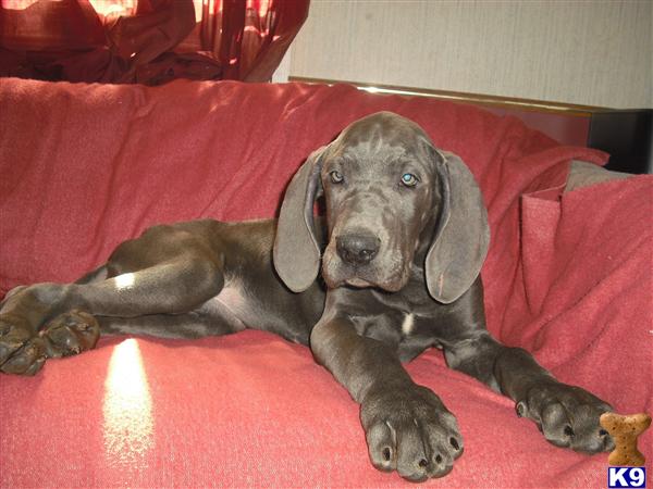 great dane puppies for sale in alabama document moved great dane puppies for sale in alabama document moved