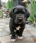 Great Dane