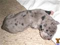Great Dane