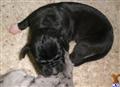Great Dane