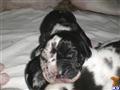Great Dane