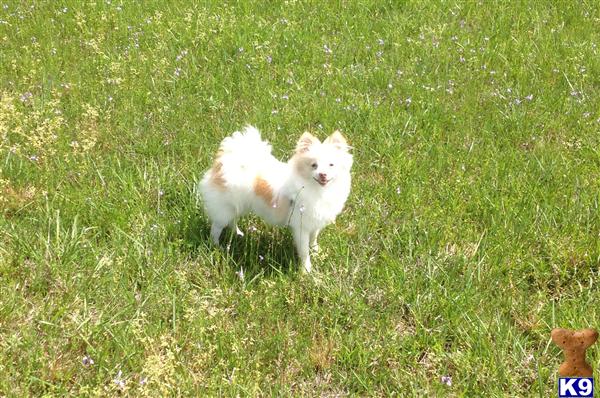 pomeranian puppies for sale in fort collins document moved pomeranian puppies for sale in fort collins document moved