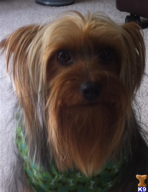 Stud Dogs - Yorkshire Terrier