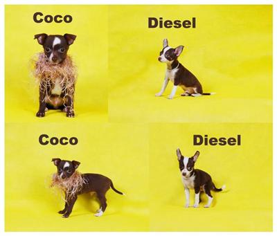 Chihuahua Puppies in TX