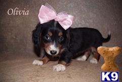 Dachshund Puppies in TX