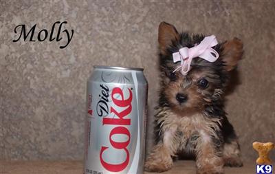Yorkshire Terrier Puppies in TX