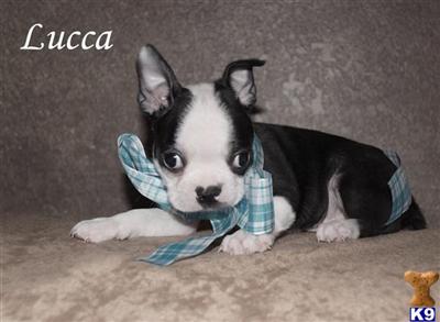 Boston Terrier Puppies in TX