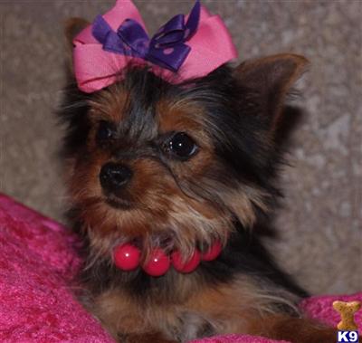 Yorkshire Terrier Puppies in TX