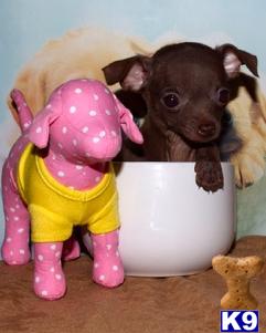 Chihuahua Puppies in TX