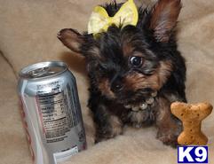 Puppies in Plano
