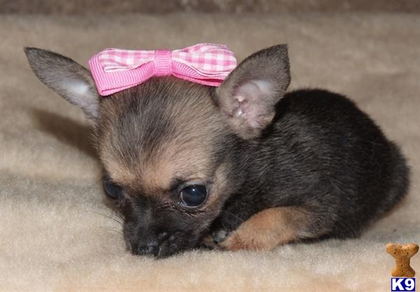 Long Hair Chihuahua Puppies cute long haired chihuahua puppies. Long Hair Chihuahua Puppies