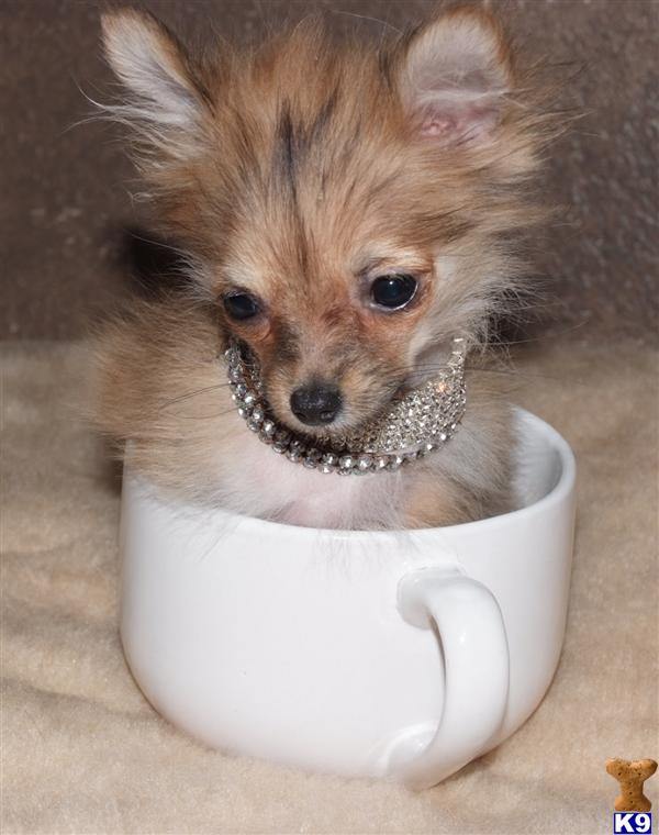 Pomeranian Puppy Uglies Pictures. pomeranian puppies