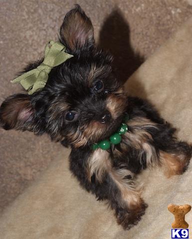 Puppies in Plano