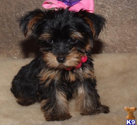 Puppies in Plano