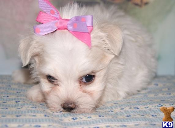Puppies in Plano