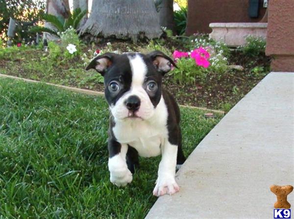 shih tzu puppies for sale in albuquerque akc shih tzu puppy for sale in san diego ca breeds picture shih tzu puppies for sale in albuquerque akc shih tzu puppy for sale in san diego ca breeds picture