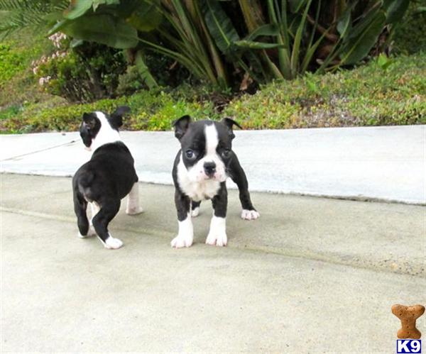 boston terrier puppies grand rapids mi miniature boston terrier puppies michigan boston terrier puppies grand rapids mi miniature boston terrier puppies michigan