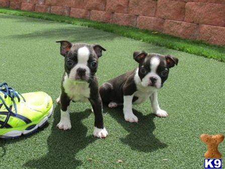 boston terrier puppies michigan miniature boston terrier puppies michigan breeds picture boston terrier puppies michigan miniature boston terrier puppies michigan breeds picture