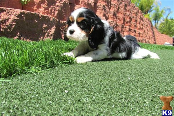Cavalier King Charles Spaniel Puppies in OH