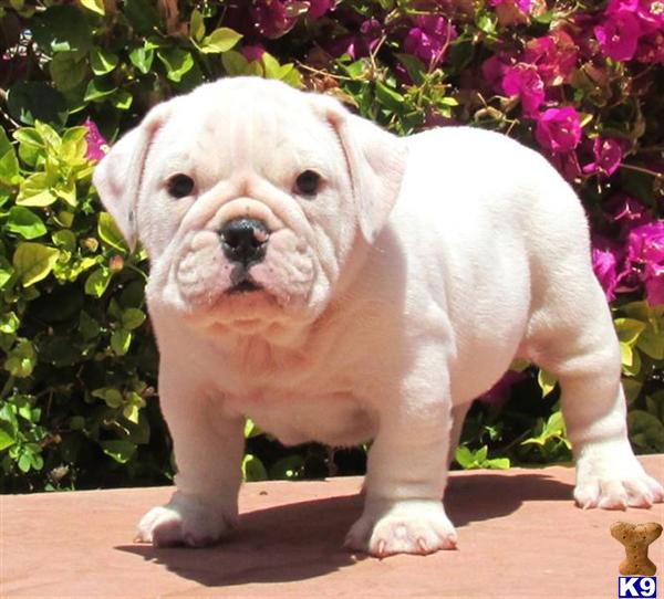 Puppies in OH