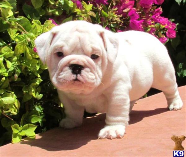 Puppies in OH