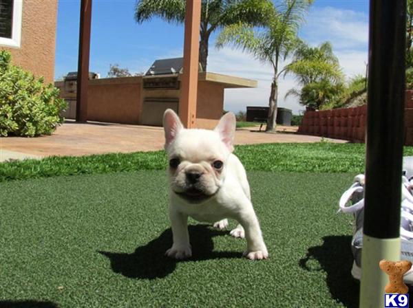 pitbull puppies for sale in toledo ohio blue nose pitbull pups in toledo ohiofor sale breeds pitbull puppies for sale in toledo ohio blue nose pitbull pups in toledo ohiofor sale breeds