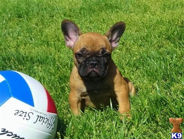 bulldog puppies for sale in california document moved bulldog puppies for sale in california document moved