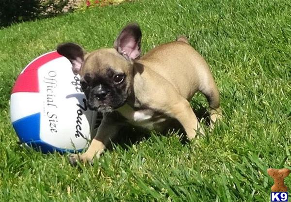 bulldog puppies for sale san diego document moved bulldog puppies for sale san diego document moved
