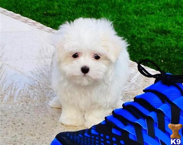 maltese puppies for sale in california document moved maltese puppies for sale in california document moved