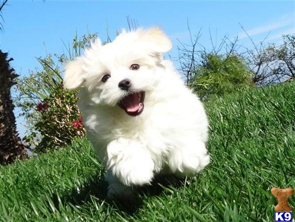 maltese puppies for sale in california document moved maltese puppies for sale in california document moved
