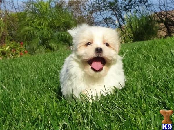 teddy dogs grown maltipoo puppy san diego maltese x poodle breeds picture teddy dogs grown maltipoo puppy san diego maltese x poodle breeds picture