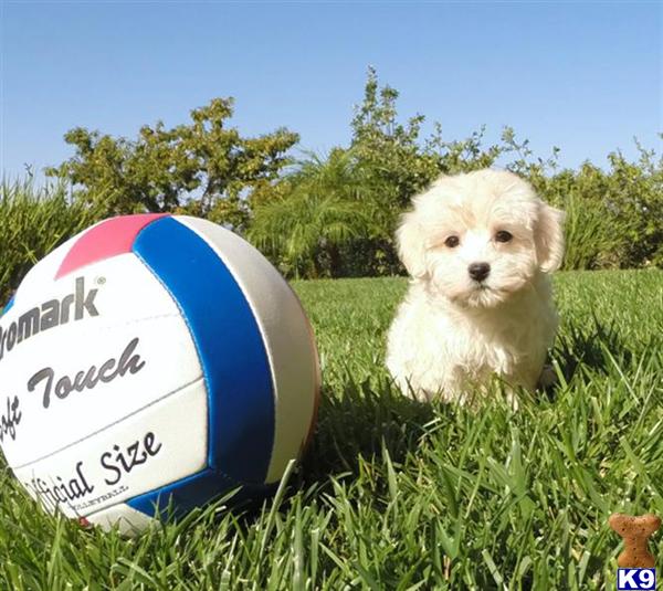 husky puppies seattle pomsky seattle puppies photo breeds picture husky puppies seattle pomsky seattle puppies photo breeds picture