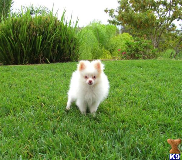 Black Teacup Pomeranian Puppies For Sale In California